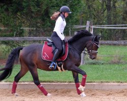 jumper Say Geronimo (German Riding Pony, 2010)