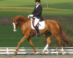 broodmare Chalavaina Grischuna CH (Swiss Warmblood, 1999, from Karondo vom Schlösslihof)