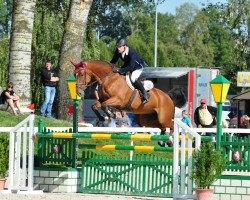 Springpferd Kostolany vom Schlösslihof (Schweizer Warmblut, 2006, von Karondo vom Schlösslihof)