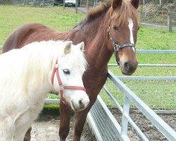 horse Gypsy (Welsh mountain pony (SEK.A), 1988)