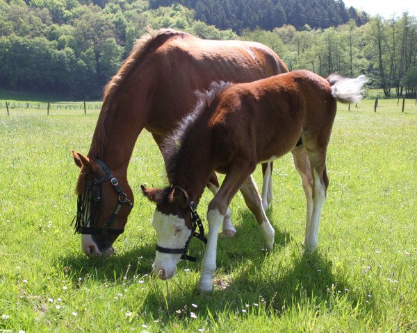 dressage horse Vico (German Riding Pony, 2010, from VIP 2)