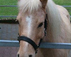 broodmare Sunny (Welsh mountain pony (SEK.A), 1989, from Roman Stuart)