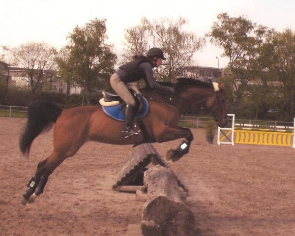 horse Monza (KWPN (Royal Dutch Sporthorse), 1994, from Bijou du Taillan)