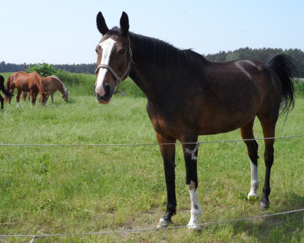 Pferd Pensylwenia (Sachsen-Anhaltiner, 2002, von Prinz Artwig)