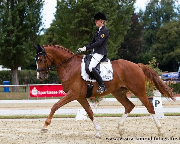 dressage horse Fabelmann (Hanoverian, 2010, from First Dance)