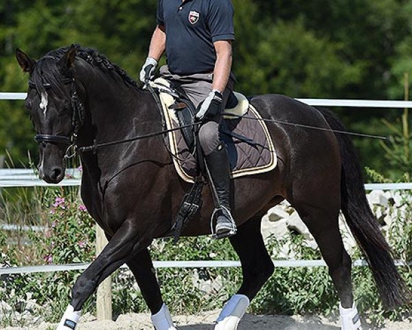 dressage horse Cascal (Württemberger, 2009, from Helenenhof's Carabas)