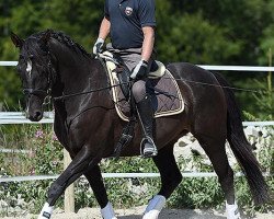 dressage horse Cascal (Württemberger, 2009, from Helenenhof's Carabas)