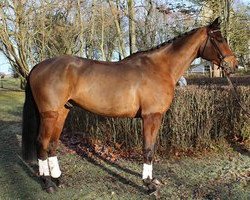 jumper Lasse 122 (German Warmblood, 2009, from Landrebell)