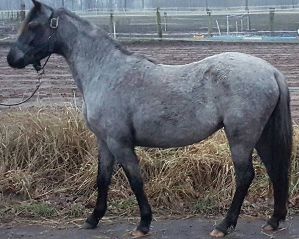 horse Stute von Frankenhöhs Bentley (Welsh-Pony (Section B), 2013, from Frankenhoehs Bentley)