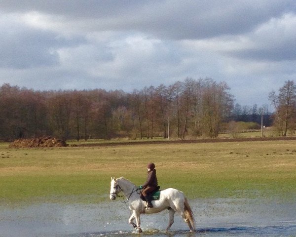 dressage horse Minorett (Mecklenburg, 1996, from Matador xx)