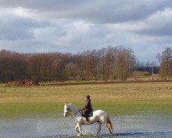 dressage horse Minorett (Mecklenburg, 1996, from Matador xx)