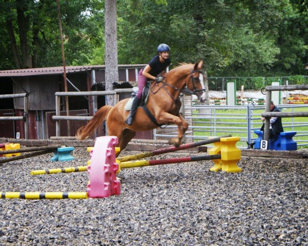 horse Wynino (Hanoverian, 1998, from Nicht gekört)