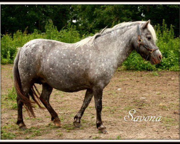 Zuchtstute Savona van Dyck (Dt.Part-bred Shetland Pony, 2004, von Kerswell Golden Son)