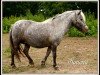 broodmare Savona van Dyck (Dt.Part-bred Shetland pony, 2004, from Kerswell Golden Son)