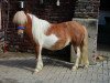 stallion Mirko van Dyck (Dt.Part-bred Shetland pony, 2004, from Merlot van Dyck)