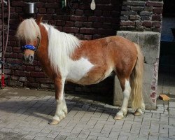 dressage horse Mirko van Dyck (Dt.Part-bred Shetland Pony, 2004, from Merlot van Dyck)