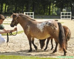 broodmare Mona van Dyck (Dt.Part-bred Shetland pony, 2010, from Mondfleck van Dyck)