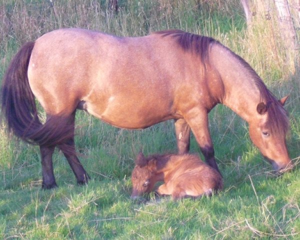 broodmare Samara van Dyck (Dt.Part-bred Shetland pony, 2006, from Kerswell Golden Son)