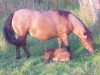 Zuchtstute Samara van Dyck (Dt.Part-bred Shetland Pony, 2006, von Kerswell Golden Son)