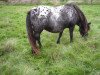 broodmare Fabienne van Dyck (Dt.Part-bred Shetland pony, 2001, from Ferdl)