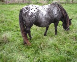 broodmare Fabienne van Dyck (Dt.Part-bred Shetland pony, 2001, from Ferdl)