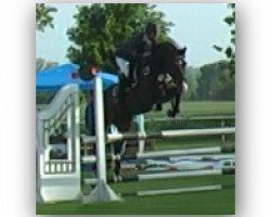 jumper Captain 42 (Oldenburg show jumper, 2010, from Charisma)