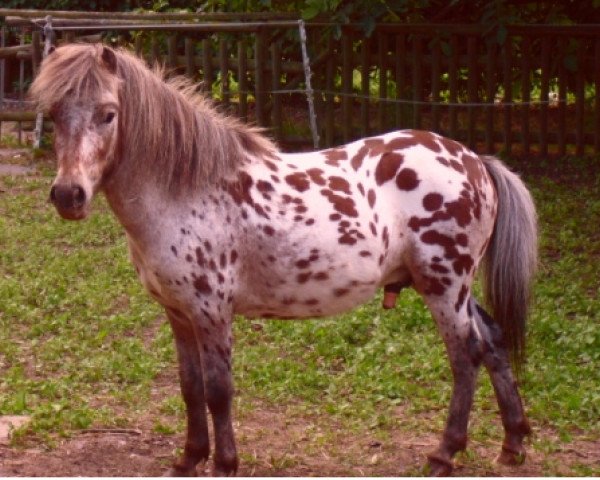 horse Sultan van Dyck (Dt.Part-bred Shetland pony, 2011, from Kerswell Golden Son)