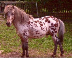 horse Sultan van Dyck (Dt.Part-bred Shetland pony, 2011, from Kerswell Golden Son)