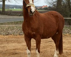 Pferd Ronjana (Trakehner, 1999, von Sedar)