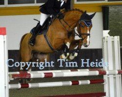 jumper Kolibri Grischun (Swiss Warmblood, 2008, from Karondo vom Schlösslihof)