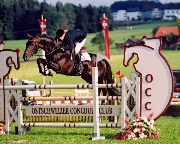 stallion Lucky Dream (KWPN (Royal Dutch Sporthorse), 1991, from Candyboy)