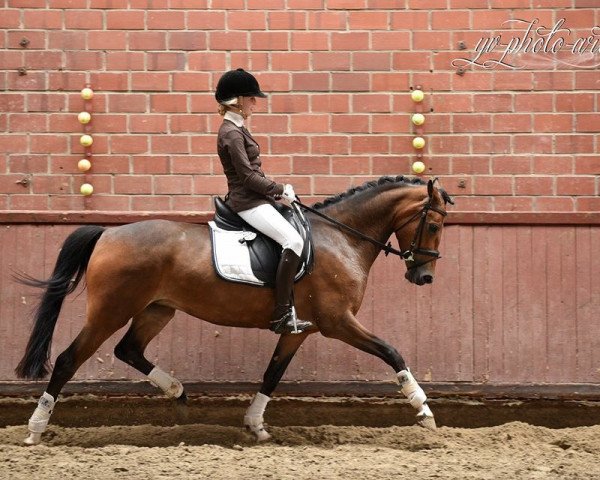 broodmare Covergirl WE (German Riding Pony, 2011, from No Limit)