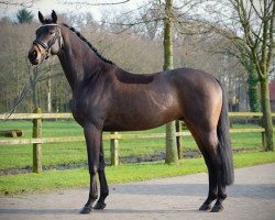 eventing horse Abendklang (Trakehner, 2011, from Donauklang)