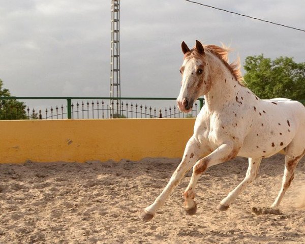 stallion Hunting of Betty (Appaloosa, 2007)