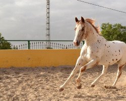 stallion Hunting of Betty (Appaloosa, 2007)