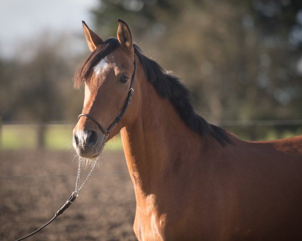 Pferd Gaviota (Hispano-Araber, 2012)