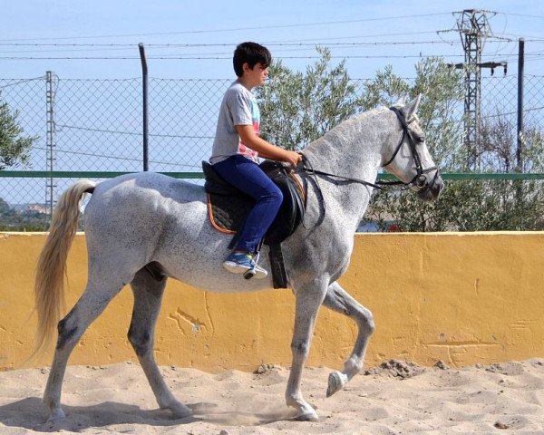 horse Albares (Pura Raza Espanola (PRE), 2001)