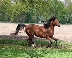 Zuchtstute Bella (Deutsches Reitpony, 2015, von Krazy King)