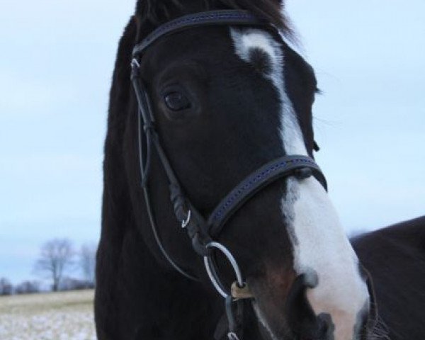 horse Aragon (Trakehner, 2009, from Tanzpartner)