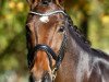 dressage horse Quentin 75 (Westphalian, 2007, from Quinta Real)