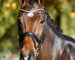 dressage horse Quentin 75 (Westphalian, 2007, from Quinta Real)