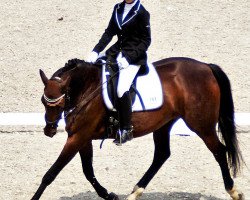 dressage horse Dzindzer (polish noble half-breed, 2002, from Baxer)