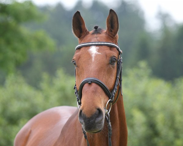 horse Armani Code (Westphalian, 2002, from Amantus)