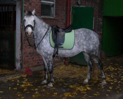 Zuchtstute Boney (Welsh Pony (Sek.B), 1998, von Brynore Petrel)