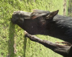 horse Sasou (German Riding Pony, 2011, from Schierensees Have Good Time)