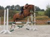 dressage horse Amanda 263 (Württemberger, 2005, from Almaz)