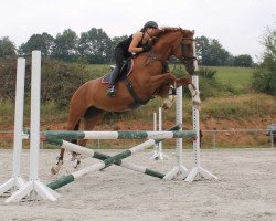 dressage horse Amanda 263 (Württemberger, 2005, from Almaz)