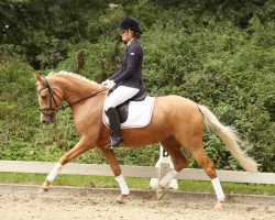 dressage horse Call me the Breeze (German Riding Pony, 2011, from Can Dance 3)