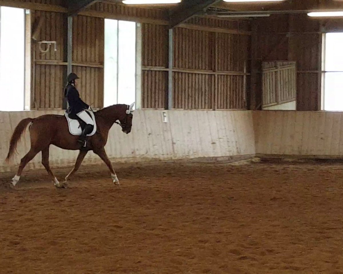 horse Leopold 263 (Bavarian, 2005, from Pacelli W)