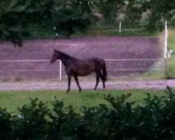 broodmare Ma Belle (Westphalian, 1995, from Mon Chèri)